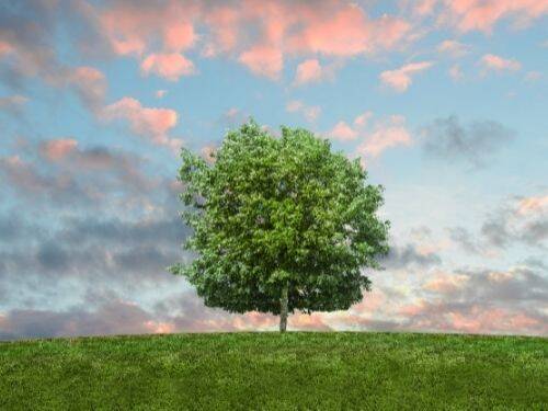 Znaczenie drzew dla ochrony środowiska